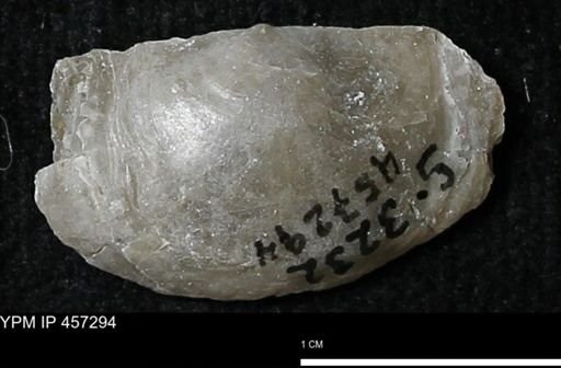 Pholidostrophia iowaensis