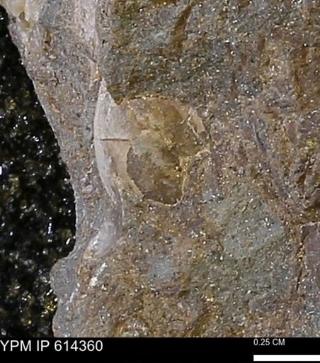 Limopsis striatopunctatus
