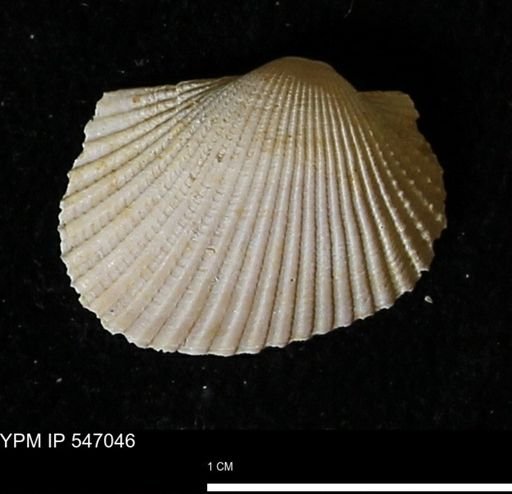 Scapharca transversa
