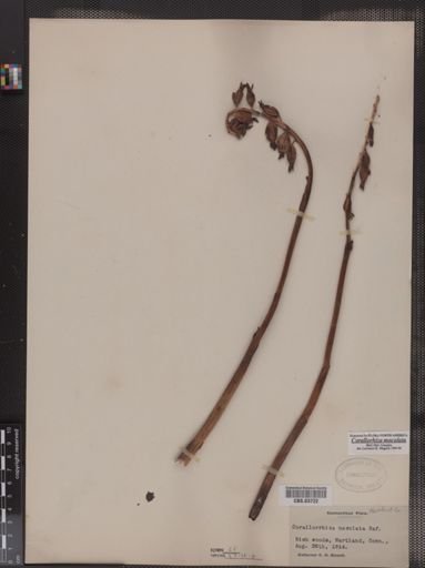 Corallorrhiza