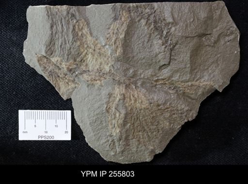 Bryozoa?