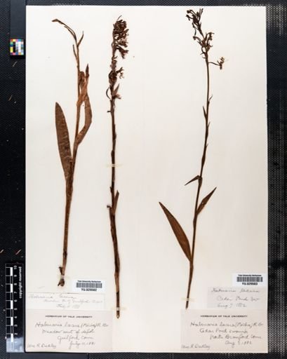Habenaria lacera