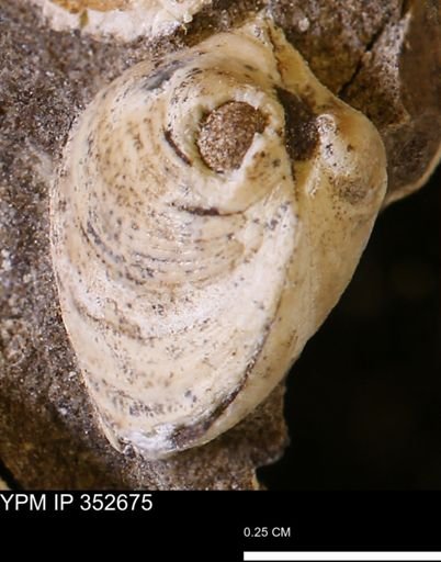Limopsis striatopunctatus