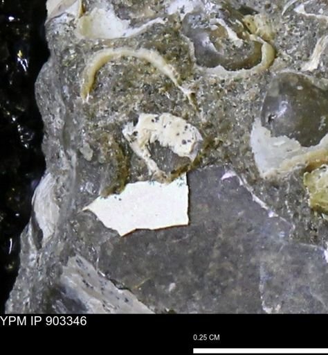 undet. Mollusca