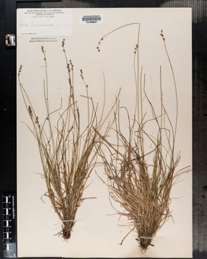 Carex brunnescens