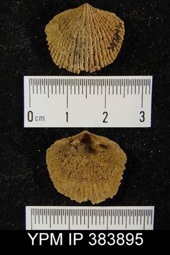 Atrypa reticularis