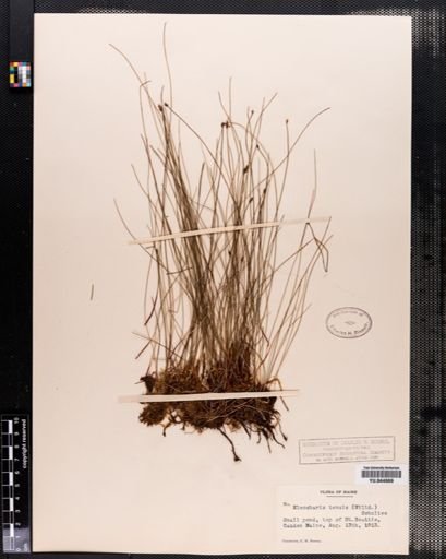 Eleocharis tenuis