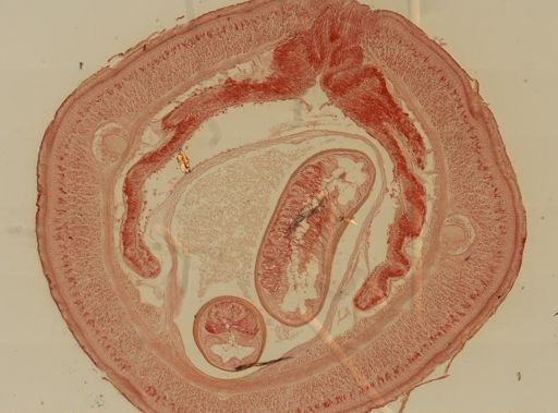 Cerebratulus lacteus