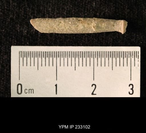 Archaeocidaris sp.