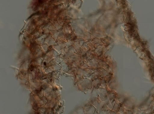 Callyspongia vaginalis