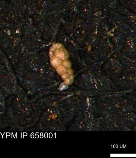 Verneuilinoides kansasensis