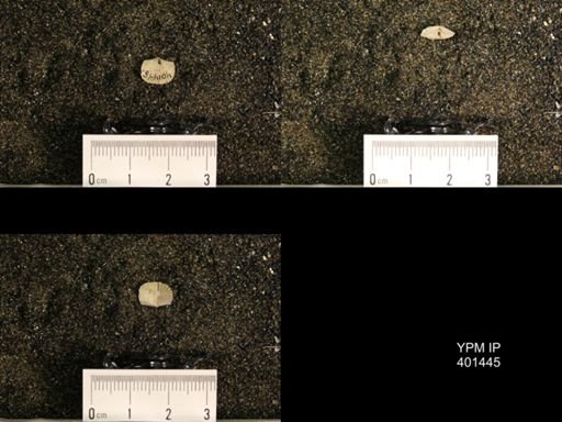Plectorthis plicatella
