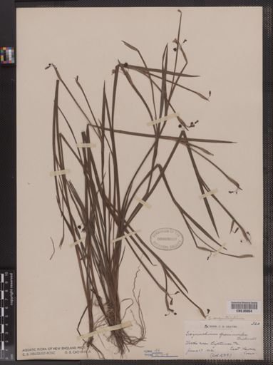 Sisyrinchium graminoides