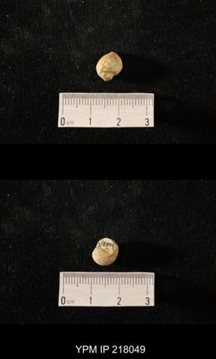 Sphaerodoma sp.