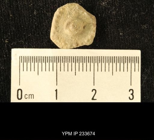 Archaeocidaris sp.