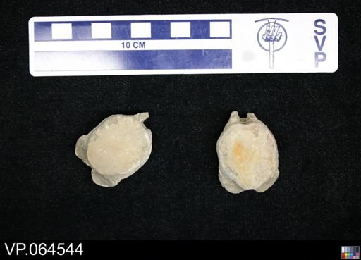 undet. Mosasauridae
