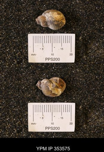 undet. Gastropoda