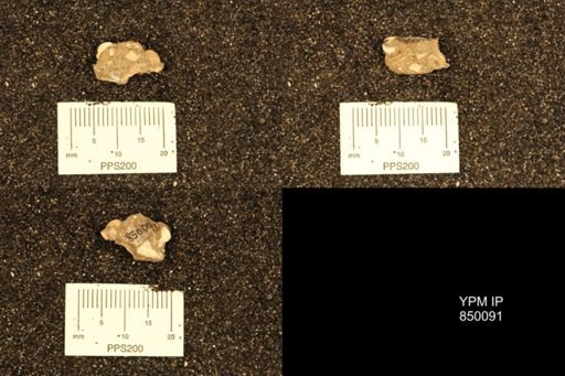 undet. Gastropoda