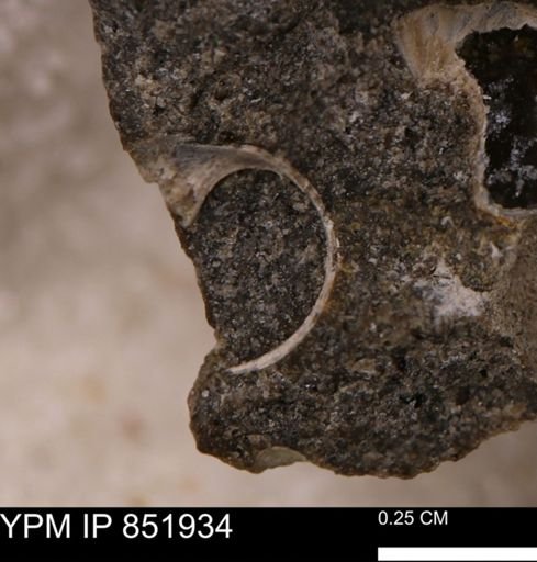 Euspira