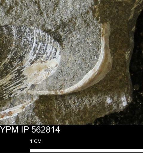 undet. Bivalvia