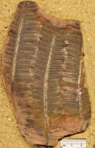 Pecopteris villosa