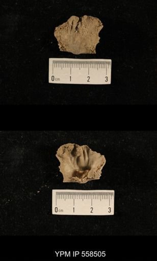 Meekella sp.