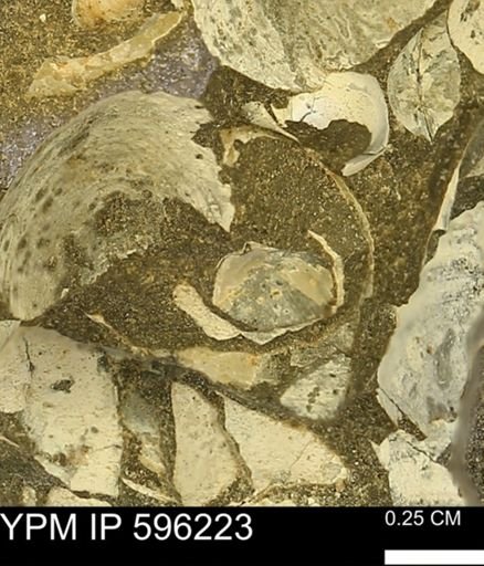 undet. Mollusca