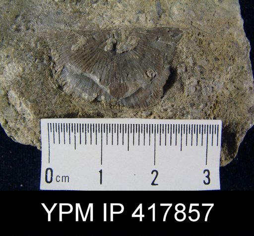 Strophonella geniculata