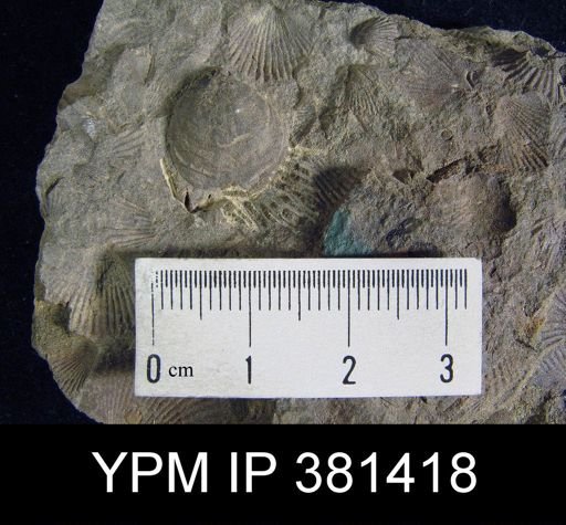 Cranaena eudora