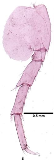 Hyalella cf. azteca