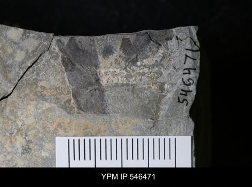 undet. Eurypterida