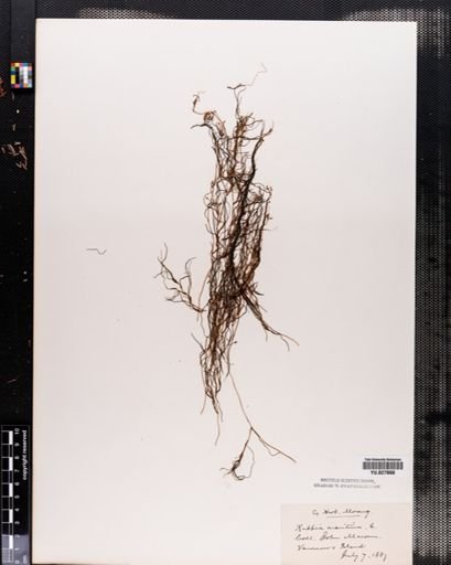 Ruppia maritima