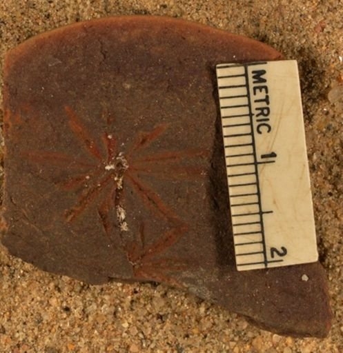 Annularia