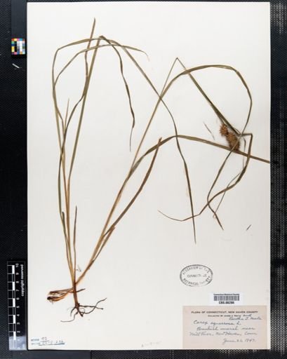 Carex squarrosa