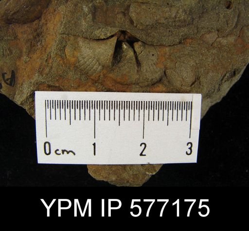 Mucrospirifer sp.