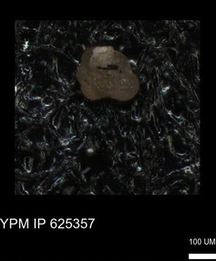 undet. Foraminiferida