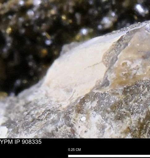 undet. Bivalvia