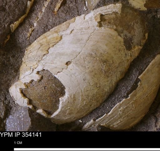 Limopsis striatopunctatus