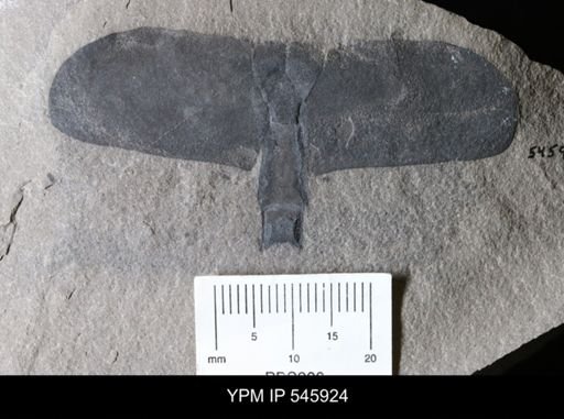 Eurypterus
