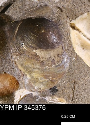 Limopsis striatopunctatus