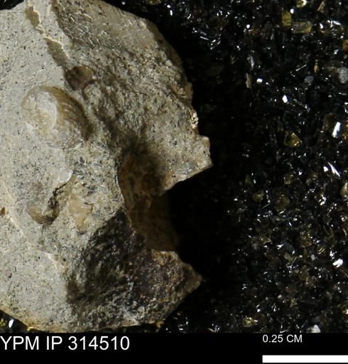 undet. Mollusca