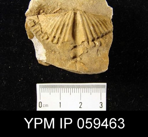 Spirifer hemicyclus