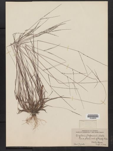 Digitaria filiformis