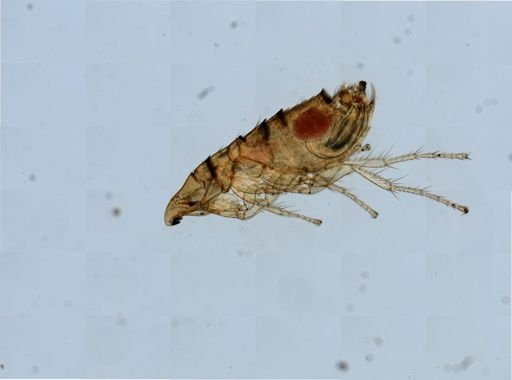 Nycteridopsylla pentactena