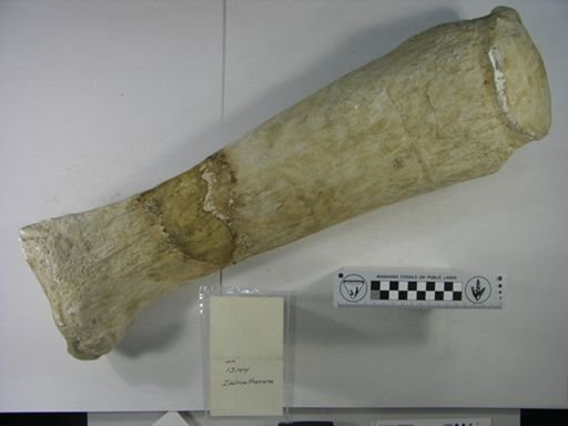 Indricotherium asiaticum