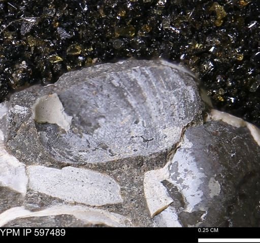 Limopsis striatopunctatus