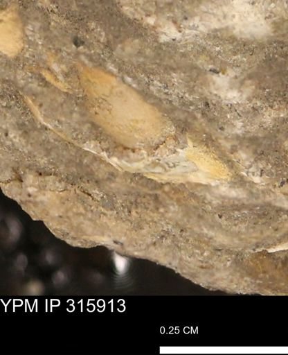 undet. Mollusca