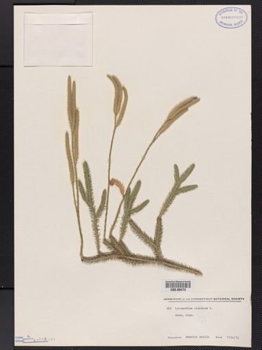 Lycopodium clavatum