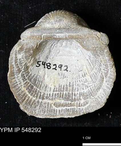 Stropheodonta subnavalis