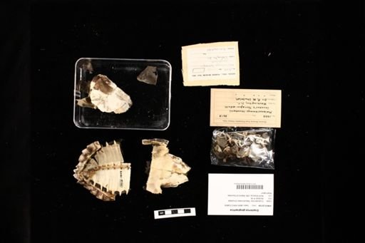 Graptemys geographica